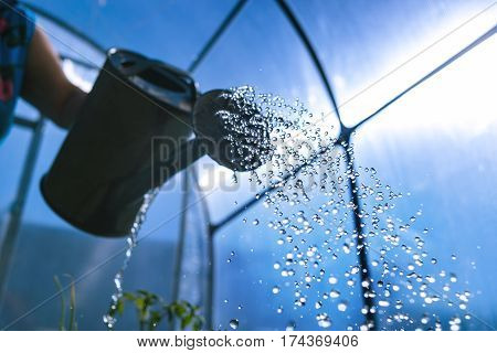 Woman Watering the Garden bed in Greenhouse or Hotbed. Drops Motion Close Up.