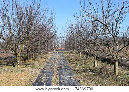 the awakening of spring in the orchard