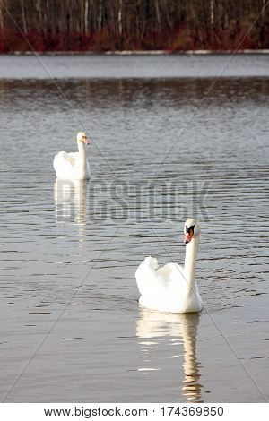 Two white swans on the lake in the spring sunny day