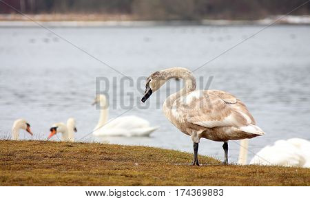 White swans have returned from a wintering on the native lake