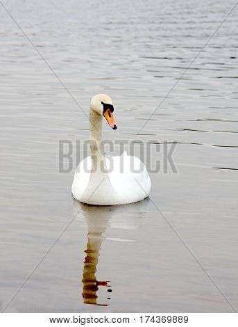 Graceful white swan on a water smooth surface of the lake