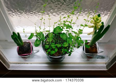View from above on green plants and flowers in pots placed between window frames at home.