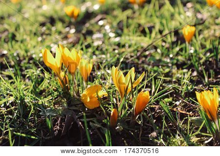 Green grass and one of the first spring flowers, Yellow Crocus, in a garden.