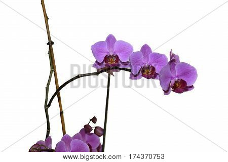 Purple orchid on a branch isolated on white background, raised in the home of bamboo and plastic support