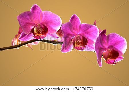 Branch of violet orchids on orange, brown background with backlit
