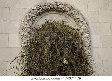curly branches of grape stem in an arch with a beautiful pattern in the Gothic style