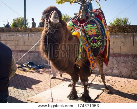 Camel Wrestling Festival