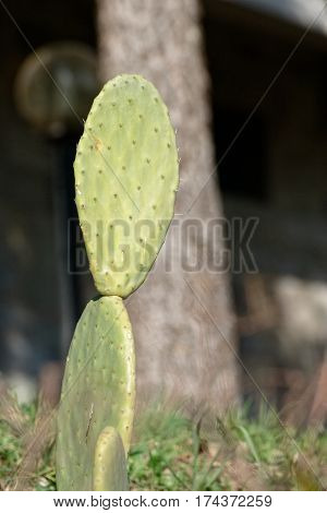 plants of opuntia ficus in a garden
