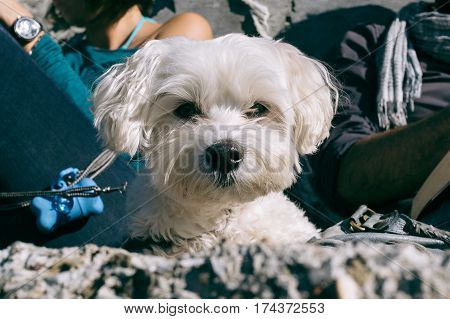 Closeup of white Maltese dog lying on the grounds looking excitedly in the camera, owners reading in the background.