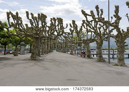 RAPPERSWIL SWITZERLAND - MAY 10 2016: Alley of plane trees by the lake in a spring time. Several men sitting on the benches can be seen in the distance.