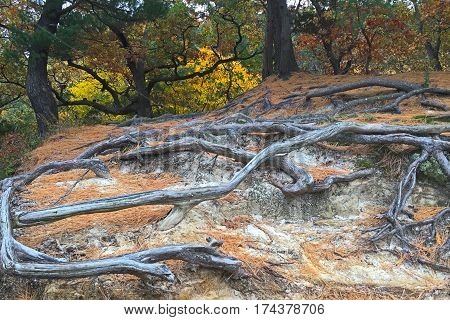 Colorful autumn trees stand guard behind the exposed roots at Starved Rock State Park. The deteriorating sandstone can not hid the roots anymore. They interwine with each other in a supernatural dance above the ground.