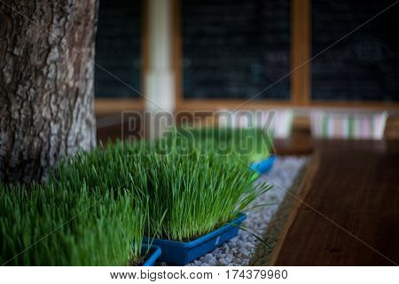 The wheat grass in plastic pot on the white stones, on a cafe interior backgraund