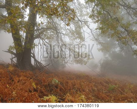 Black oak (Quercus kelloggii) and colorful bracken fern in cloud fog on Palomar Mountain, California, in autumn.