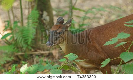 White-tailed deer in the jungle. Common names: Venado cola blanca. Scientific name: Odocoileus peruvianus
