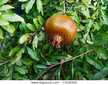 Melograno nella struttura ad albero