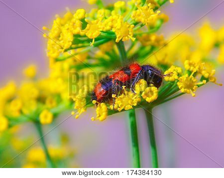 Trichodes favarius on the yellow flower in nature