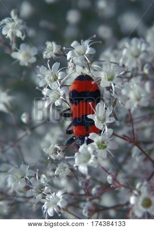 Trichodes favarius on the whites flowers in nature