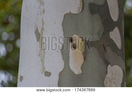 The view of two brown marmorated stink bug on a tree.