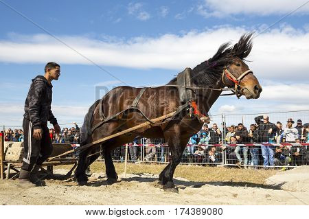 Horse Heavy Pull Tournament
