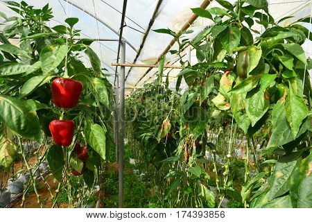 SWEET PEPPER / BELL PEPPER ON TREE IN GARDEN