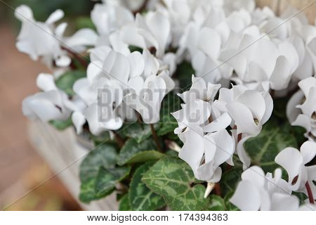 Many white cyclamens flowers for background. Stalk