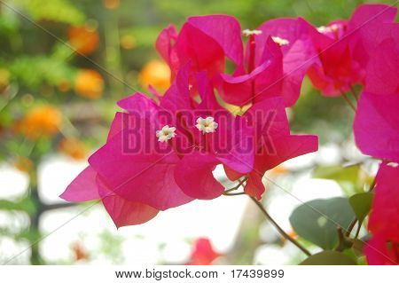 Bouganvilla 特写照片