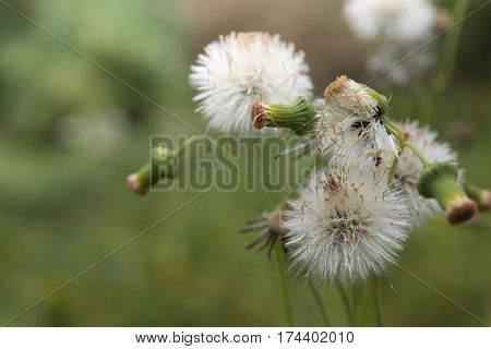 green wild herbal grass flowers (Vernonia cinerea Less. Little ironweed) with blur background