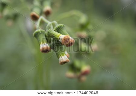 green wild herbal grass flowers (Vernonia cinerea Less. Little ironweed) with blur background