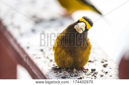 Male evening grosbeak (Coccothraustes vespertinus) cocks his head sideways & looks at camera with funny expression.