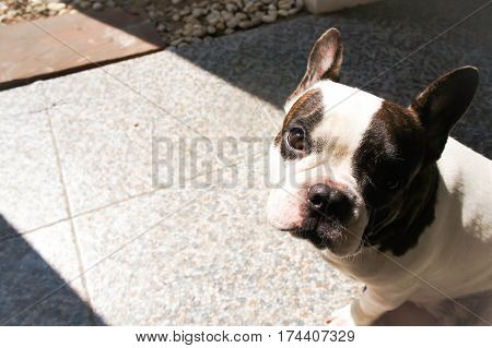 French bulldog on the floor , a French bulldog