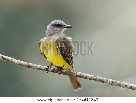 Tropical Kingbird Perched On A Branch - Gamboa, Panama
