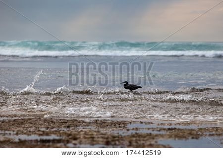 The black Heron on the sea or ocean to hunt during low tide into the waves