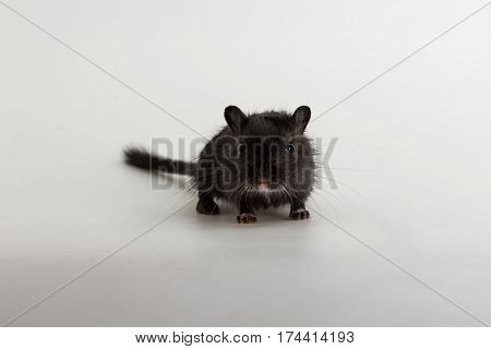 Litter Mongolian Gerbil, Desert Rat