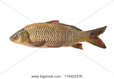The Big carp isolated on white background