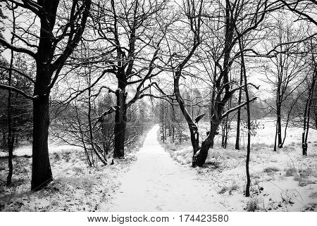 black and white photo of a lonely snowy road in a wood