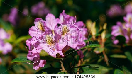 Blooming Pink Flowers of Rhododendron catawbiense Michx In Spring Garden