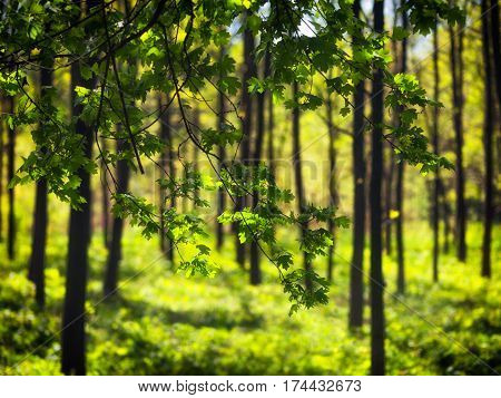 Trees in the park. Aleksandriya. Ukraine. spring.