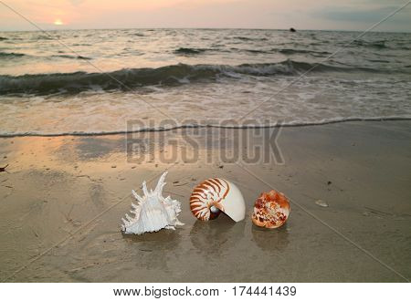 Three types of natural seashells on beautiful sunset beach, Thailand