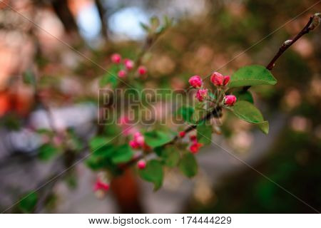 Blooming Almond Tree On The Blue Sky Background.