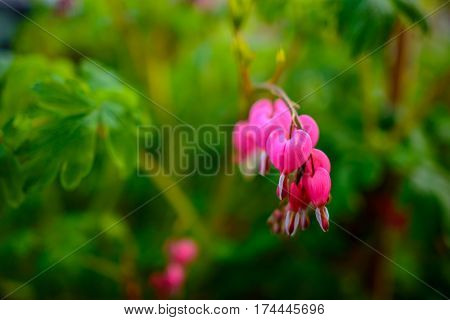 Ruby Throated Hummingbird ,archilochus Colubris