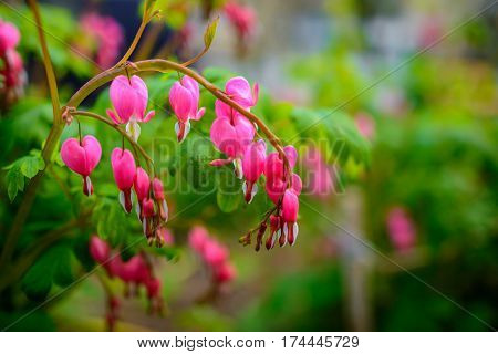 Ruby Throated Hummingbird ,archilochus Colubris