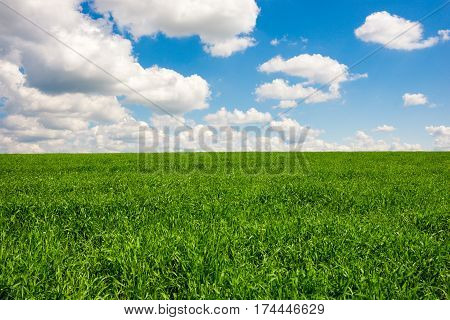 Green Grass And Blue Sky With White Clouds