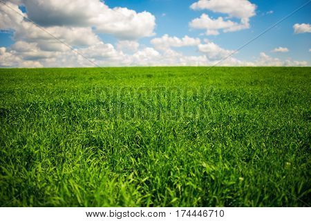 Green Grass And Blue Sky With White Clouds