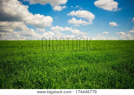 Green Grass And Blue Sky With White Clouds
