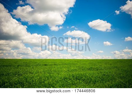 Green Grass And Blue Sky With White Clouds