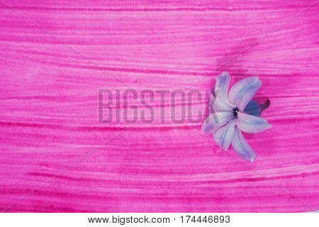 Still Life Jacinth