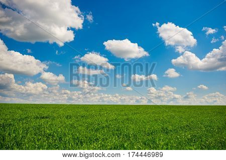 Green Grass And Blue Sky With White Clouds