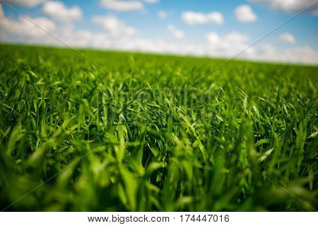 Green Grass And Blue Sky With White Clouds