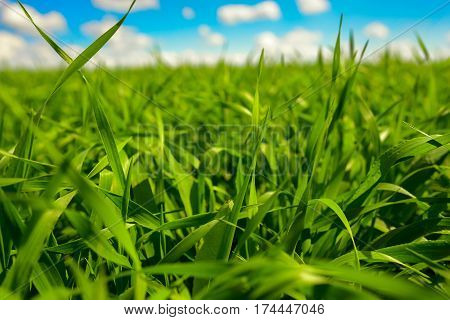 Green Grass And Blue Sky With White Clouds