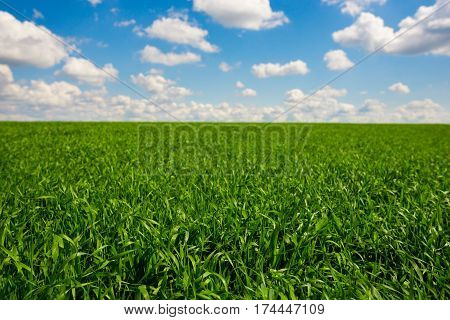 Green Grass And Blue Sky With White Clouds